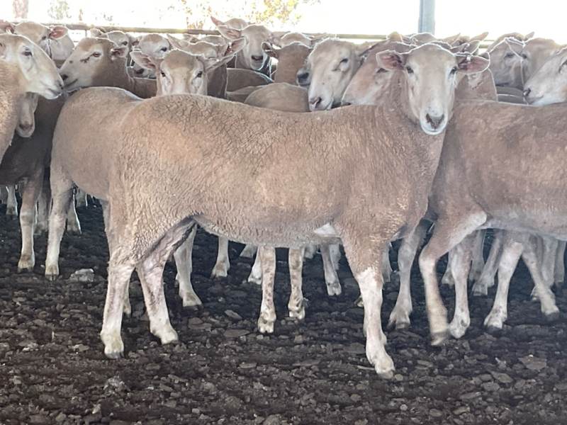 West Wyalong/Temora District Agents 1st Cross Ewe Sale – 3,085 Head Merino & 1st Cross Breeding Ewes