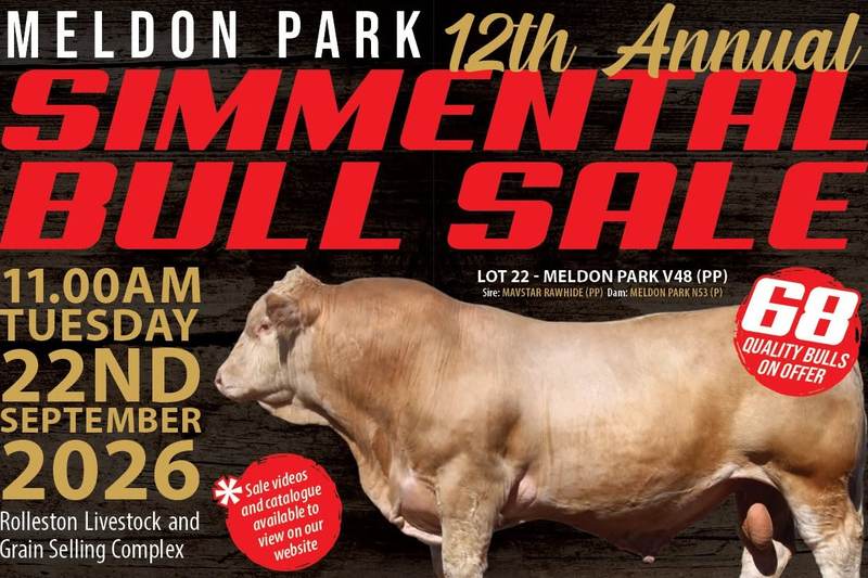 Meldon Park 12th Annual Simmental Bull Sale | 68 Bulls On Offer