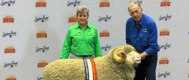 Pomanara Merino Stud Ram Sale